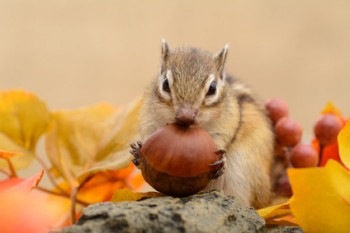 栗を食べるシマリス