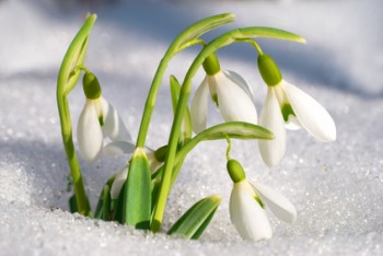 Spring snowdrop flowers