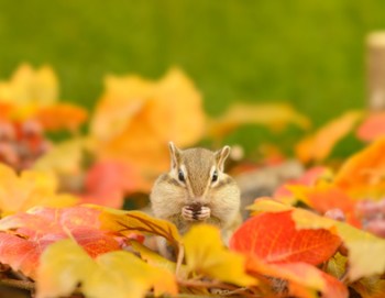 Fotolia_落ち葉とリス