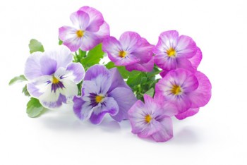 beautiful pansy flowers isolated on white background