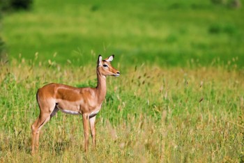 Female impala antelope, Tarangire National Park, Tanzania