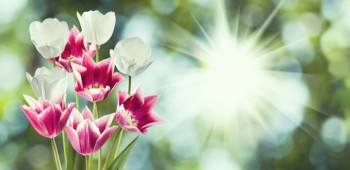 Beautiful flowers tulips in the garden closeup.