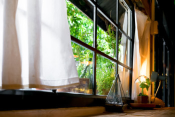 A small plant pot displayed in the window